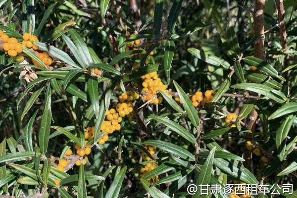 淡季包車有折扣嗎？比如11月？  