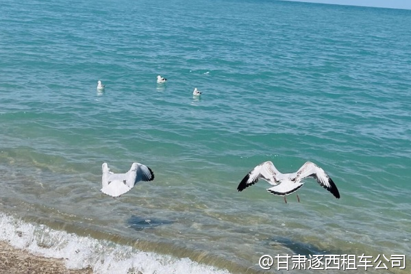 蘭州中川機(jī)場(chǎng)有包車(chē)服務(wù)柜臺(tái)嗎？還是必須提前網(wǎng)上預(yù)訂？  