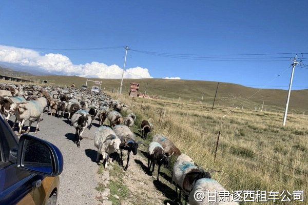 我們團(tuán)隊(duì)想包車(chē)去拉卜楞寺，能請(qǐng)寺內(nèi)導(dǎo)游嗎？  